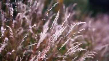 kuru çim rüzgar ile hareket, vintage bakmak