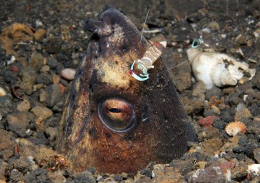 Kara kanatlı yılan yılan balığı (ophichtus melanochir), lembeh boğaz, Endonezya baş muhteşem ortak karides (periclimenes magnificus)