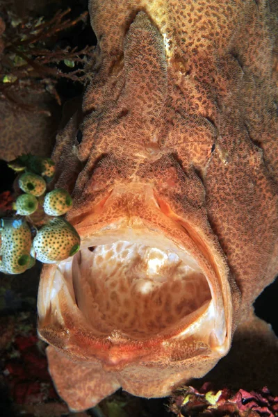 Γίγαντας Frogfish Antennarius Commerson Από Μέτωπο Ευρύ Ανοικτό Στόμα Anilao — Φωτογραφία Αρχείου