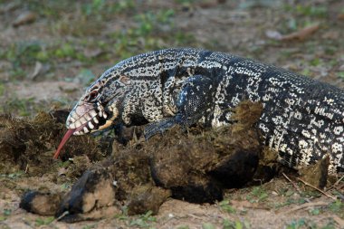 Argentine Black and White Tegu with Its Tounge out. Rio Claro, Pantanal, Brazil clipart