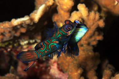Mandarinfish (Mandarin Dragonet, Synchiropus splendidus) çiftleşme. Moalboal, Filipinler