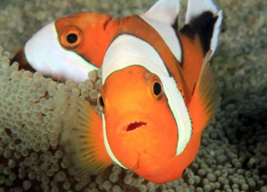 Semerli tehlikede (aka semerli palyaço balığı, Panda tehlikede, Amphiprion polymnus) bir Anemone içinde. Anilao, Filipinler