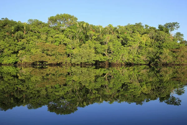 Het Amazoneregenwoud Met Blauwe Lucht Spiegel Spiegelingen Het Water Amazonas — Stockfoto