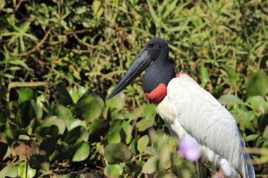 Jabiru (Jabiru mycteria), açık bitki örtüsü içinde. Pantanal, Brezilya