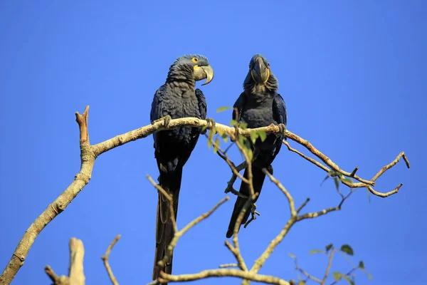Two Hyacinth Macaws Branch Pantanal Brazil — Stock Photo, Image