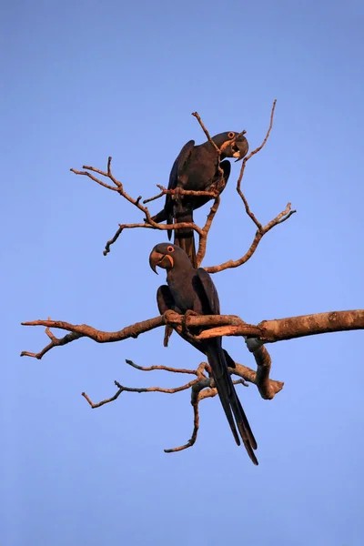 两个分支上的金刚鹦鹉 潘塔纳尔湿地 — 图库照片