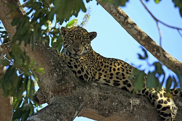 Jaguar Ruht Einem Baum Pantanal Brasilien — Stockfoto