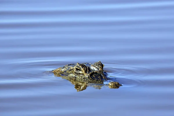 Yacare Caiman Caiman Yacare Água Porto Jofre Pantanal Brasil — Fotografia de Stock