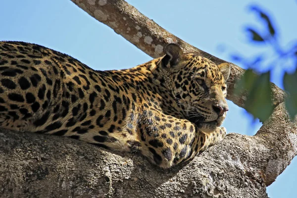 Jaguar Ανάπαυσης Ένα Δέντρο Pantanal Βραζιλία Φωτογραφία Αρχείου