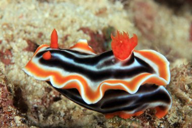 Muhteşem Chromodoris (Chromodoris magnifica). Moalboal, Filipinler