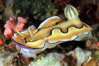 COI muhteşem Slug (Chromodoris COI). Moalboal, Filipinler