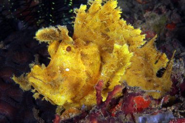 Sarı yosunlu Scorpionfish (Rhinopias frondosa, aka Popeyed Scorpionfish). Anilao, Filipinler