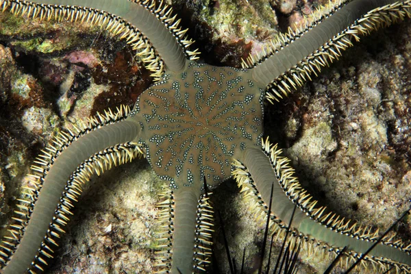 Brittle Star Vista Cima Moalboal Filipinas — Fotografia de Stock