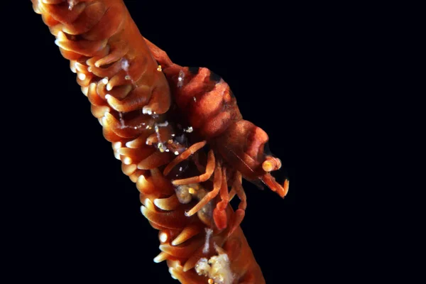 Röd Piska Korall Räkor Dasycaris Zanzibarica Whip Coral Anilao Filippinerna — Stockfoto