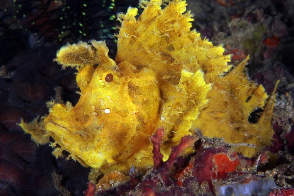 Yellow Weedy Scorpionfish Rhinopias Frondosa Alias Popeyed Scorpionfish Anilao Filipinas — Foto de Stock