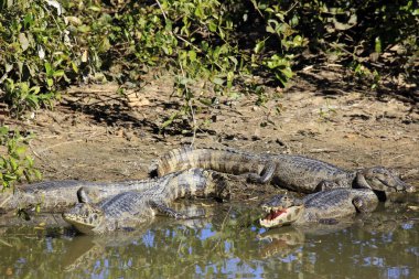 Yacare Caimans (Caiman yacare) Nehri kıyısında. Rio Claro, Pantanal, Brezilya