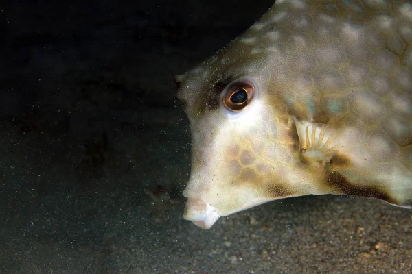 Close Humpback Turretfish Tetrosomus Gibbosus Anilao Philippines — Stock Photo, Image