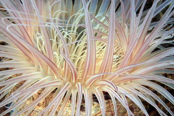 Close Sea Anemone Anilao Filipinas — Fotografia de Stock