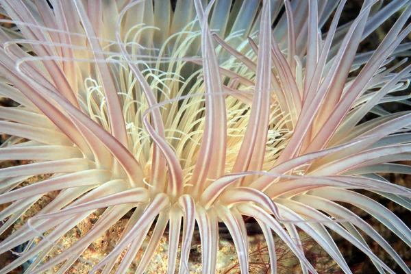 Primo Piano Anemone Marino Anilao Filippine — Foto Stock