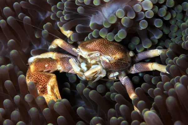 Caranguejo Porcelana Manchado Neopetrolisthes Maculatus Anêmona Anilao Filipinas — Fotografia de Stock