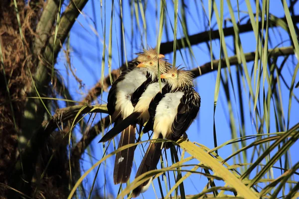 Três Guira Cuckoos Guira Guira Sentado Ramo Porto Jofre Pantanal — Fotografia de Stock