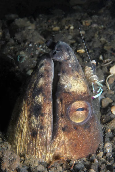 Yılan Yılan Balığı Yapışmasını Kadar Onun Başında Bir Karides Kumla — Stok fotoğraf