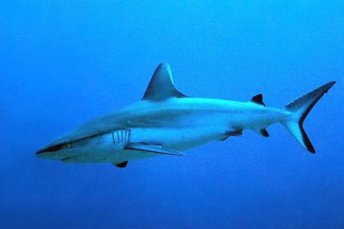 Gray Reef Shark (Carcharhinus amblyrhynchos) in the Blue. South Male Atoll, Maldives clipart