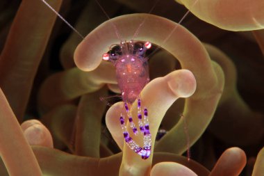 Holthuis temiz bir Anemone poz karides (Periclimenes holthuisi). Anilao, Filipinler