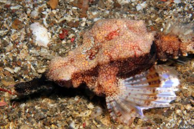 Dragon deniz güve (Eurypegasus draconis, aka küçük Dragonfish, kısa Dragonfish, ortak Seamoth). Lembeh Boğazı, Endonezya