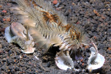 Yan tekme salyangoz ile altın Fireworm (Chloeia Flava, aka tavus kuşu solucan kıl). Lembeh Boğazı, Endonezya