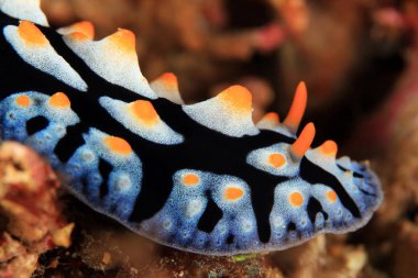 Varisli siğil Slug (Phyllidia varicosa). Anilao, Filipinler