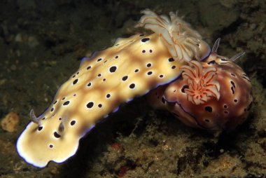 Risbecia Tryoni çift. Lembeh Boğazı, Endonezya