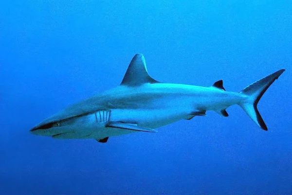 Γκρίζα Reef Καρχαρίας Carcharhinus Amblyrhynchos Στο Γαλάζιο Σάουθ Μέιλ Άτολ — Φωτογραφία Αρχείου