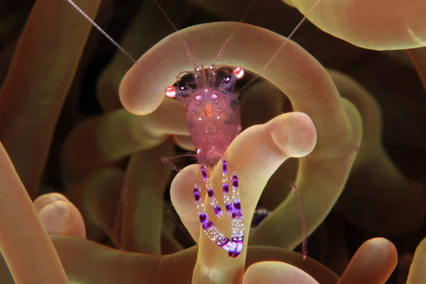 Holthuis Cleaner Shrimp Periclimenes Holthuisi Posing Anemone Анилао Филиппины — стоковое фото