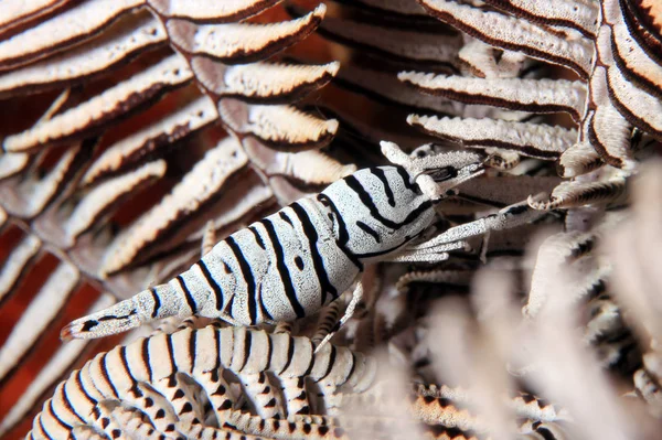 Creveţi Crinoizi Crinoid Moalboal Filipine — Fotografie, imagine de stoc