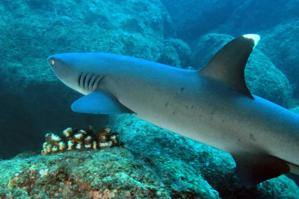 Reef Witpunthaai Triaenodon Obesus Zwemmen Rif Coiba Panama — Stockfoto