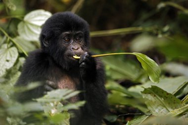 Goril bebek (goril beringei beringei) besleniyor. Bwindi Geçilmez Ulusal Park, Uganda