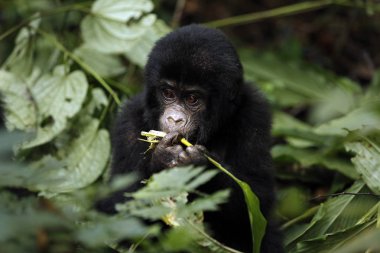 Goril bebek (goril beringei beringei) besleniyor. Bwindi Geçilmez Ulusal Park, Uganda