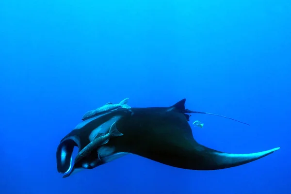 Pacífico Manta Ray Manta Birostris Azul Ilha Cano Costa Rica — Fotografia de Stock