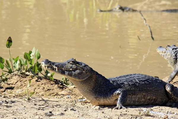 Yacare Krokodýlové Caiman Yacare Břehu Řeky Rio Claro Pantanal Brazílie — Stock fotografie