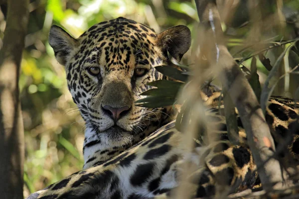 Kameraya Bakarak Yerde Yatan Bir Jaguar Panthera Onca Portresi Pantanal Stok Fotoğraf