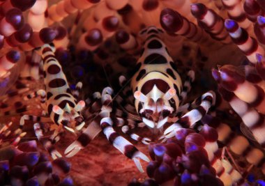 Bir yangın Urchin Coleman karides çift (Periclimenes colemani). Anilao, Filipinler