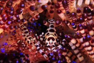 Bir yangın Urchin Coleman karides çift (Periclimenes colemani). Anilao, Filipinler