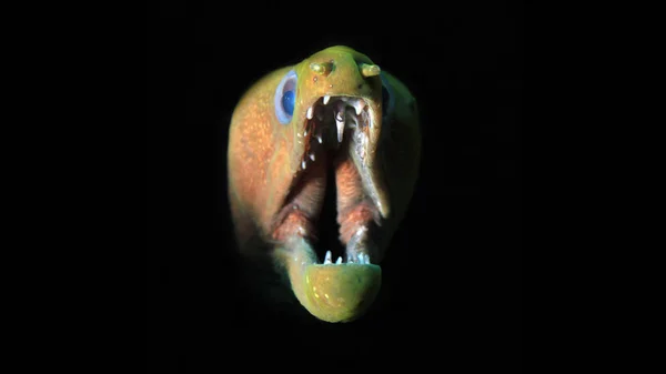 Panamic Green Moray Gymnothorax Castaneus Широко Открытым Ртом Чёрном Фоне — стоковое фото