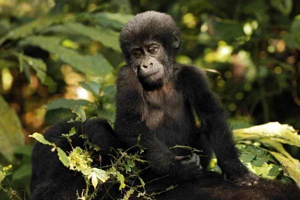 Bebé Gorila Gorilla Beringei Beringei Cabalgando Madres Volver Parque Nacional — Foto de Stock