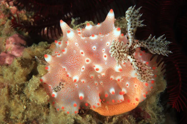 Halgerda Batangas Nudibranch Poniendo Huevos Anilao Filipinas —  Fotos de Stock