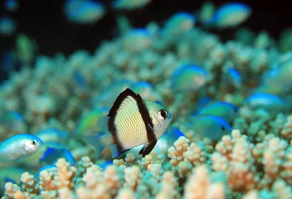 Şerit Küçük Hanım Dascyllus Reticulatus Mercan Üzerinde Moalboal Filipinler — Stok fotoğraf