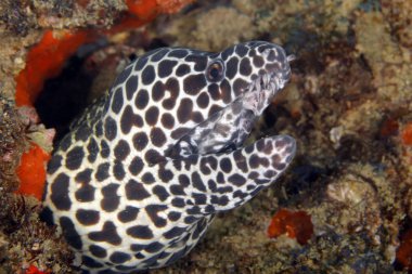 Close-up petek Moray (Gymnothorax favagineus). Tofo, Mozambique