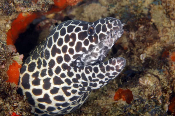 Κοντινό Πλάνο Του Μια Κηρήθρα Moray Gymnothorax Favagineus Tofo Μοζαμβίκη — Φωτογραφία Αρχείου