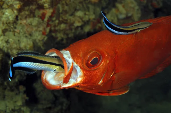 Bir ay kuyruklu Kocagözlü, bir ağız içinde üzerinde iki temiz Wrasses. Tofo, Mozambique